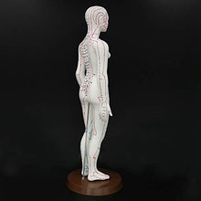 Load image into Gallery viewer, Acupuncture Model 48cm Female with Base Human Acupuncture meridians Model Acupuncture Starter Kit
