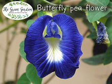 Load image into Gallery viewer, 3 Pack 100% Dried Pure Butterfly Pea Flowers 1.60 Oz. (50 g.) Herbals Blue Tea, All Natural Ingredients, Nontoxic, GMO-Free, Safe and Healthy in Zipper Packaging and Get Free a Wooden Spoon by FBA
