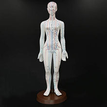 Load image into Gallery viewer, Acupuncture Model 48cm Female with Base Human Acupuncture meridians Model Acupuncture Starter Kit
