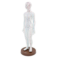 Acupuncture Model 48cm Female with Base Human Acupuncture meridians Model Acupuncture Starter Kit