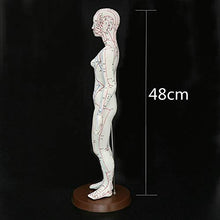 Load image into Gallery viewer, Acupuncture Model 48cm Female with Base Human Acupuncture meridians Model Acupuncture Starter Kit
