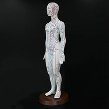 Load image into Gallery viewer, Acupuncture Model 48cm Female with Base Human Acupuncture meridians Model Acupuncture Starter Kit
