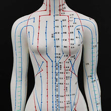 Load image into Gallery viewer, Acupuncture Model 48cm Female with Base Human Acupuncture meridians Model Acupuncture Starter Kit
