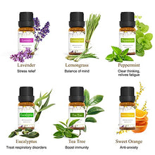 Load image into Gallery viewer, ASAKUKI Essential Oils Top 6 Gift Set, 100% Pure Therapeutic Grade Aromatherapy Oils for Diffuser,Humidifier, Massage Includes Lavender, Eucalyptus, Lemongrass, Tea Tree, Sweet Orange and Peppermint
