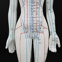 Load image into Gallery viewer, Acupuncture Model 48cm Female with Base Human Acupuncture meridians Model Acupuncture Starter Kit
