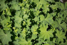 Load image into Gallery viewer, Ladys Mantle Herb Tea (Alchemilla Vulgaris) 50g - Health Embassy - 100% Natural
