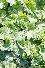 Load image into Gallery viewer, Ladys Mantle Herb Tea (Alchemilla Vulgaris) 50g - Health Embassy - 100% Natural
